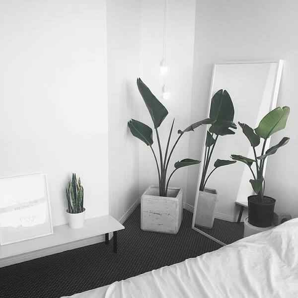 Sala luminosa y minimalista con plantas y luz natural, sensación de orden